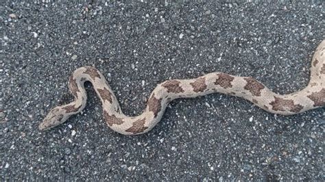 Gray Ratsnake Florida Snake Id Guide