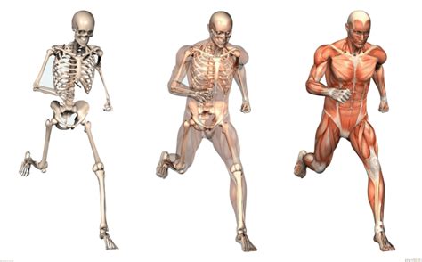 Mapa Mental Aparato Locomotor Png Mantica Kulturaupice