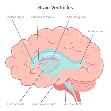 Ventricles Of The Brain Functions Of The Ventricular System