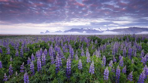 Lupines Iceland Flowers Wallpaper Nature And Landscape Wallpaper