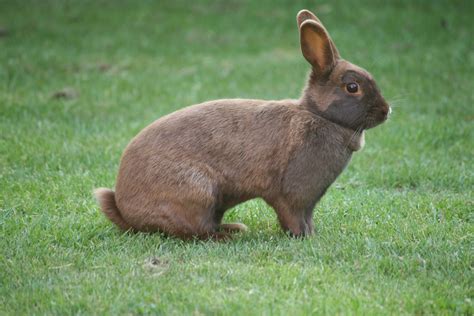 Beautiful Brown Bunny Free Image Download