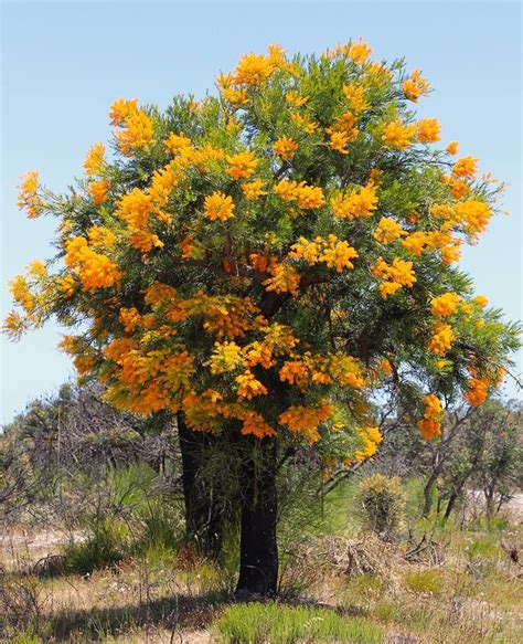 Tree With Orange Flowers Australia Better Health Blogs Image Bank