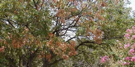 When Is It Safe To Prune Oak Trees Arborilogical