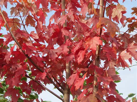 Hybrid Red Maple Acer X Freemanii Autumn Blaze Chew