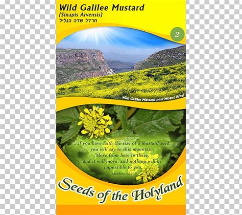 Parable Of The Mustard Seed Mustard Plant Png Clipart Bible