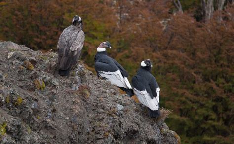 Observación De Aves Walk Patagonia Tourist Service Provider Of