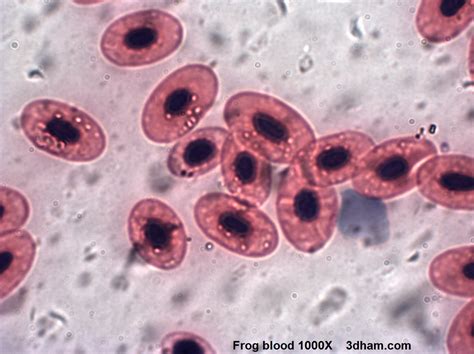 We did not find results for: Red blood cell comparison in microscopic detail