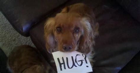 25 Dogs Who Just Want To Give You A Hug So Let Them You Monster