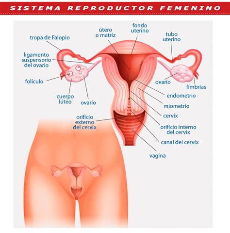Esquema del aparato reproductor femenino Fotos Guía 2021