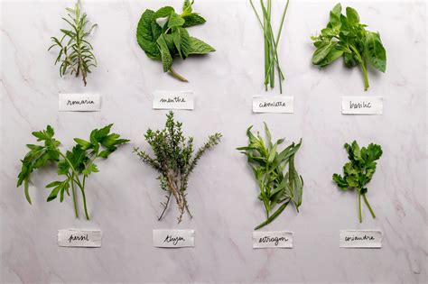 Comment Conserver Les Herbes Aromatiques