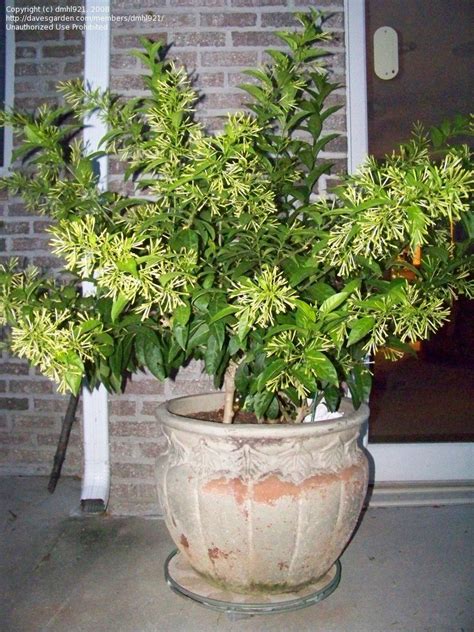 Plantfiles Pictures Night Blooming Jasmine Night Scented