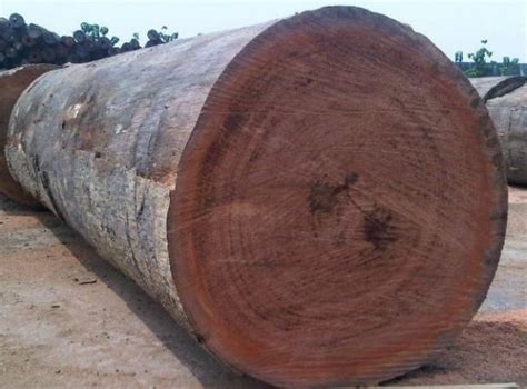 Mahogany Wood Logs Suppliers Wholesalers Exporters