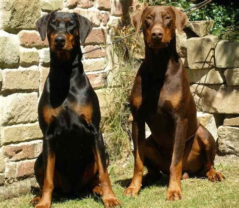 Pure breed female and male doberman puppies for quick sale. 10 best Top 10 Most Dangerous Dog Breeds images on ...