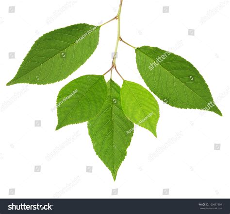 Cherry Tree Green Leaves Isolated On Stock Photo 120667564 Shutterstock