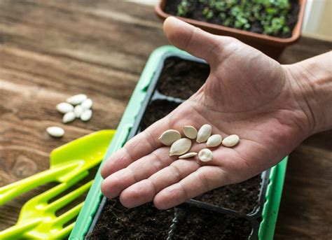 How To Start Planting Vegetable Seeds Indoors Hobby Granding