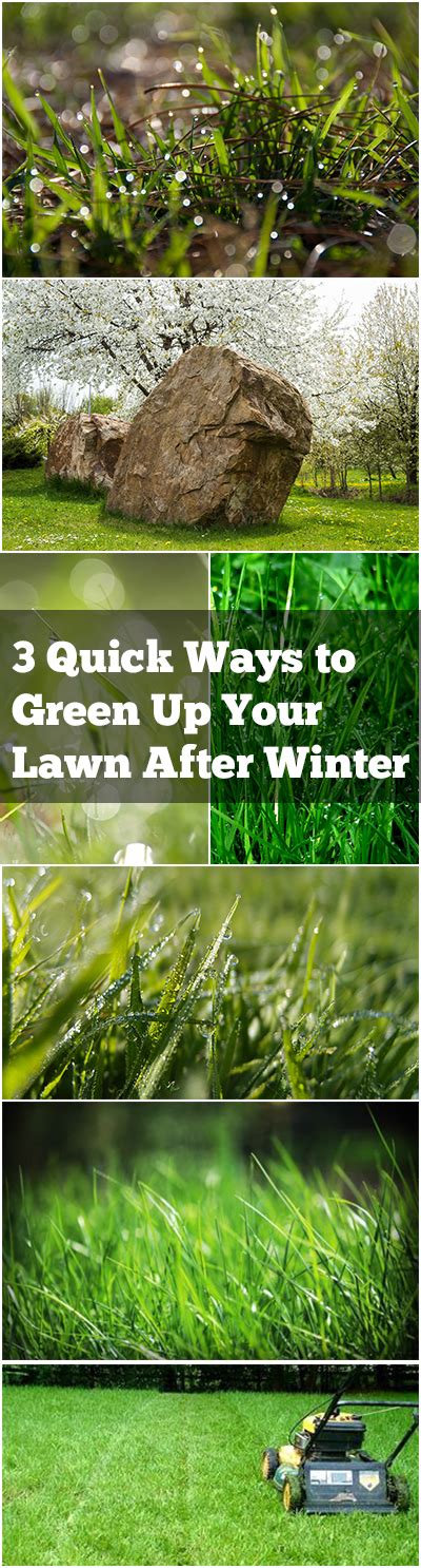 3 Quick Ways To Green Up Your Lawn After Winter ~ Bless My Weeds