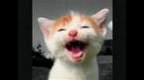 Laughing Cats Laughing Cat Cats Animals