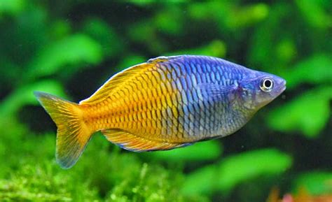 Chennai Free Classifieds Boesemans Rainbowfish Care