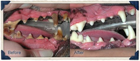 Chewing these dental kibbles helps keeps their teeth clean. Stoneledge Animal Hospital | Veterinarian in Westbrook, ME ...