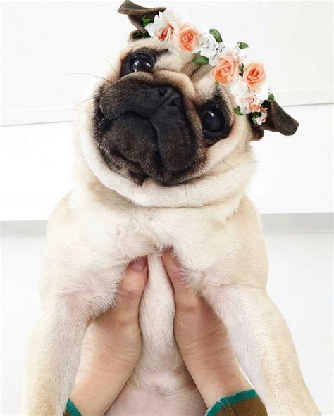 17 Best Pug Memes Images On Pinterest Funny Dogs Baby