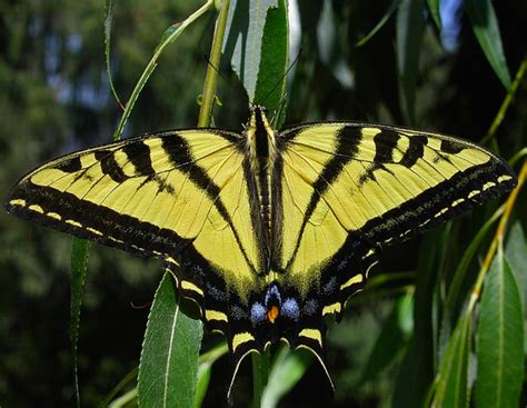 Danita Delimont Butterflies Nj Tiger Swallowtail