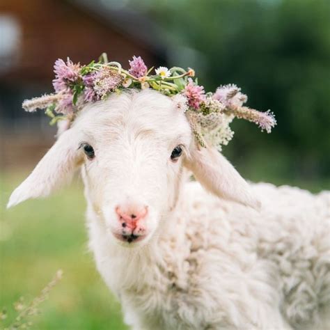 Pretty Little Lamb Cute Sheep Cute Animals Animals Beautiful