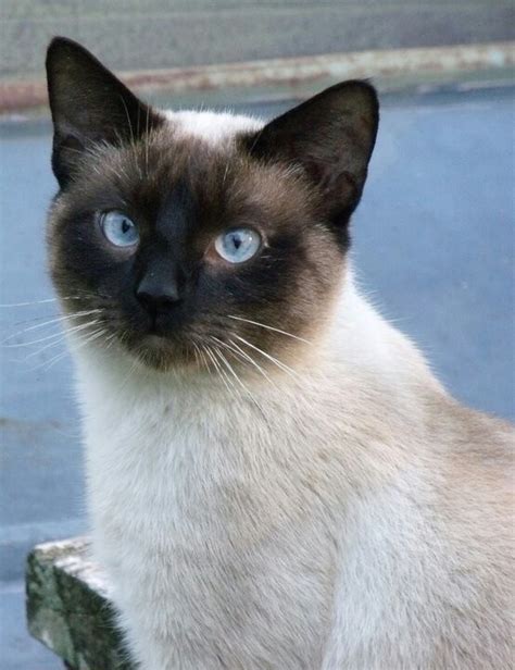 Cross Eyed Is Beautiful Siamese Cats Cute Pictures Cats
