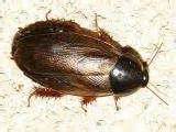 Does Heat Treatment For Bed Bugs Work Pictures