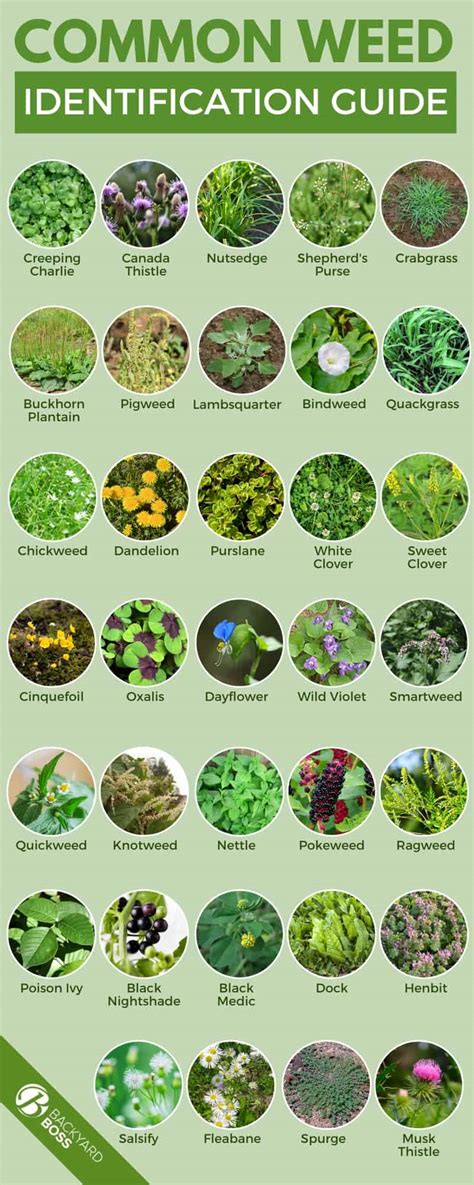 Common Lawn Weed Identification Chart