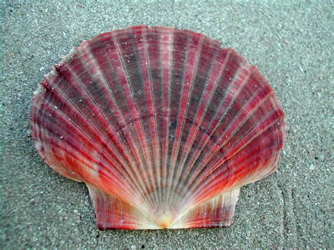Scallop Shell Colourful Scallop Shell Found On Myola Beach Flickr