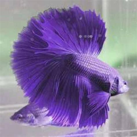 Adlandpro Beautiful Violet Fish Betta Fish Betta Beta Fish