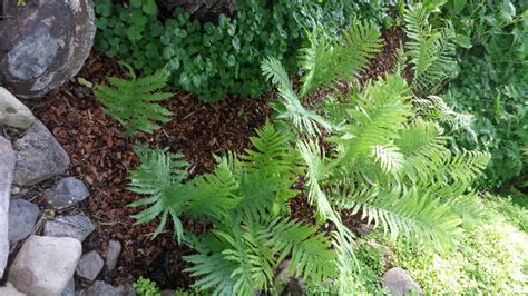 all sizes fern patch from above flickr photo sharing