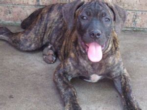 Puppyfinder.com is your source for finding an ideal bullmastiff puppy for sale in usa. Mastiff Puppies in Texas
