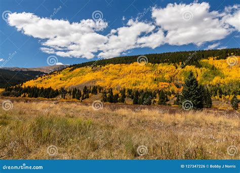 Colorado Fall Season With Golden Aspen Trees Stock Photo Image Of