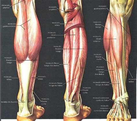 Musculos Das Pernas Anatomia Dos Músculos Humano Anatomia Da Perna