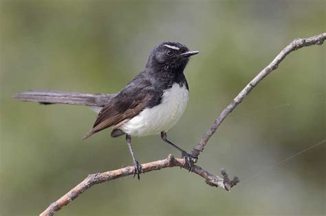 Willie Wagtail Profile Traits Facts Habitat Breeding Bird Baron
