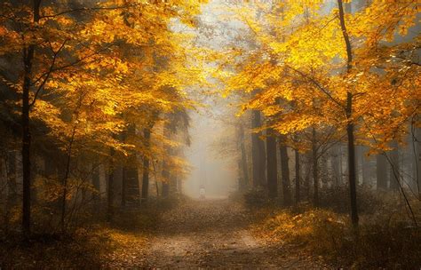 Path In Misty Autumn Forest Image Abyss