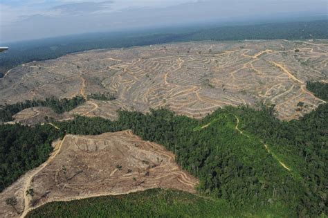 Deforestasi Berkurang Secara Global Tetapi Tetap Mengkhawatirkan Di