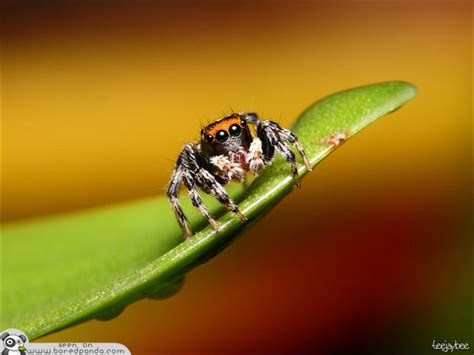 The Most Beautiful Spider In The World 20 Pics Bored Panda