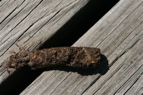 What Does Fox Poop Look Like? Fox Scat Identification - Animal Hype