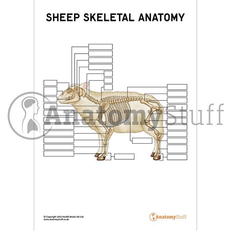 Sheep Skeletal Anatomy Poster Worksheet Interactive And Printable Pdf