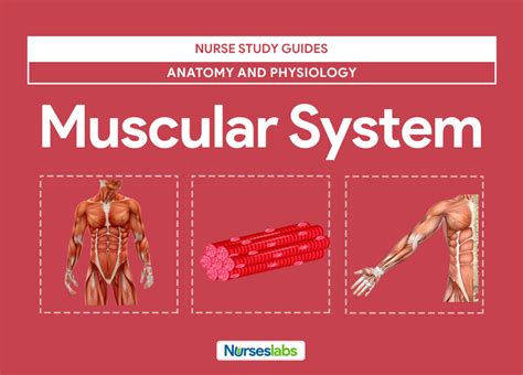 Muscular System Anatomy And Physiology Muscular System Labeled