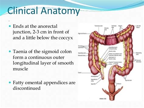 Anatomy Of Sigmoid Colon