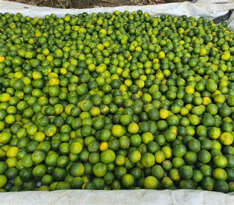 Green Raw Oranges From Hill Orange Gardens Of Bandarban Bangladesh