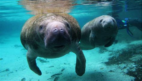 Learn fun facts about #manatees & see everything that's going on at #manateelagoon in riviera beach, #fl! Manatee Downgraded from Endangered to Threatened - Fin and ...