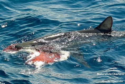 Orca Sex Naturaliste Charters