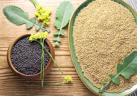 Mustard Seed And Prepared Mustard 6 Facts And Benefits