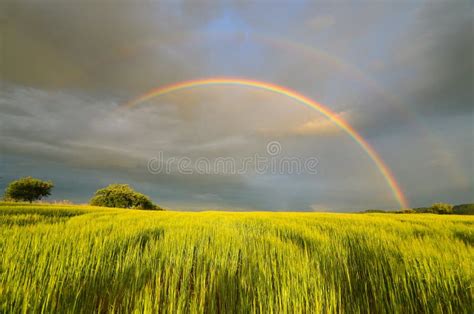 Rainbow Over The Field Stock Photo Image Of Cloud Cumulus 52249014