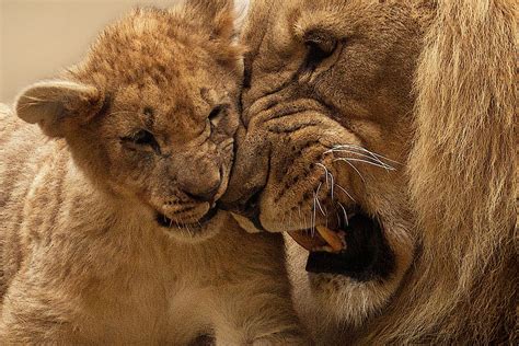 Lions are only social cats which live in groups called prides. Free photo: Lion, Animal, Predator, Big Cat - Free Image ...