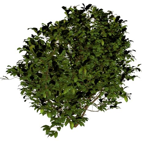 Bush Png Image Image With Transparent Background Trees Top View Tree